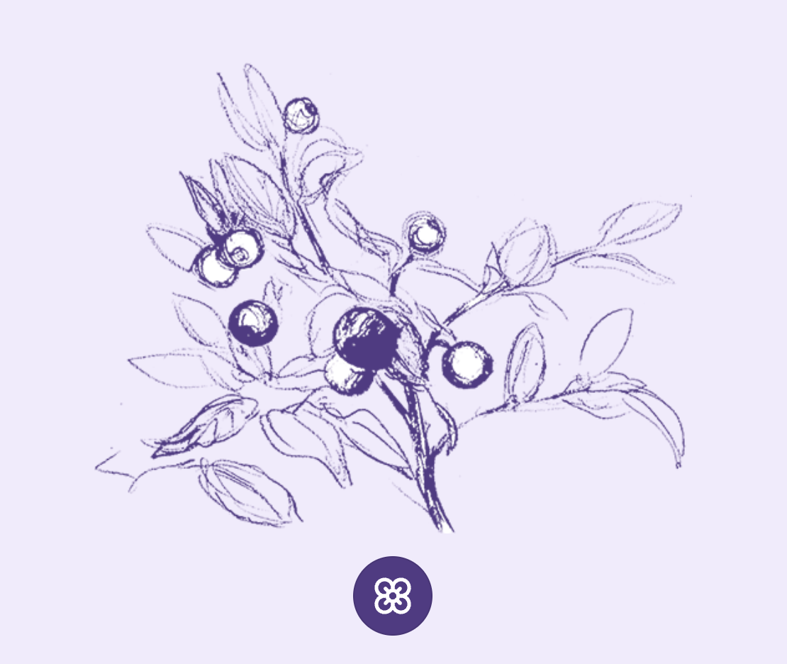 Floraison d'Altitude
